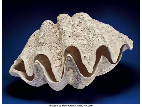 Giant Clam Shell Zoology Sea Shells Lot 41255 Heritage Auctions