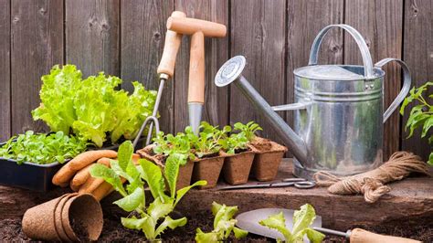 8 Consejos Para Cultivar Nuestros Propios Vegetales En Casa