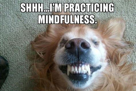 Mindfulness Dog Meme School Counselor Stephanie