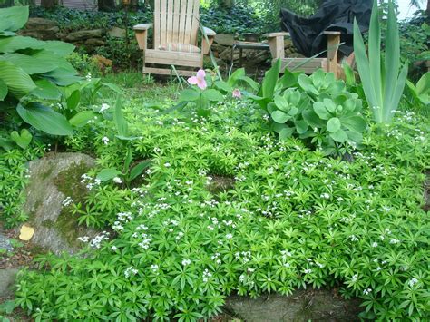 8 ground cover plants and the benefits of growing them. ground cover | Backyard