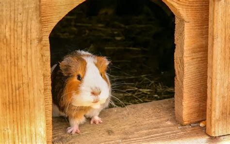 Guinea Pig Supply List Everything You Need For Your New Guinea Pig