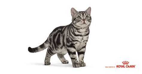 Cat Breeds Why We Love The American Shorthair Cat