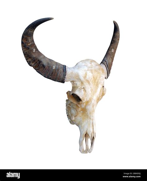 Cow Skull Head Cow Skull With Horns Isolated On White Background