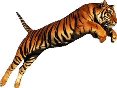 How High Can A Tiger Jump
