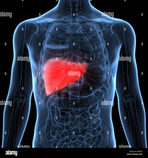 Liver Anatomy Hi Res Stock Photography And Images Alamy