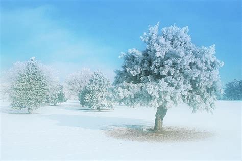Frost Covered Trees Photograph By Jim Reed Photographyscience Photo