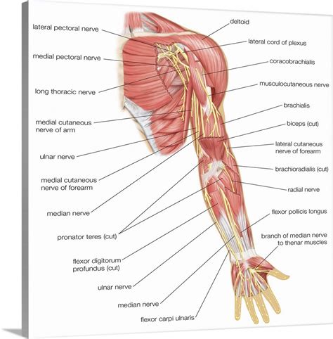 Nerves Of The Left Arm Anterior View Nervous System Wall Art Canvas