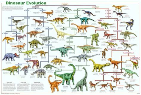 Laminated Dinosaur Evolution Educational Science Chart