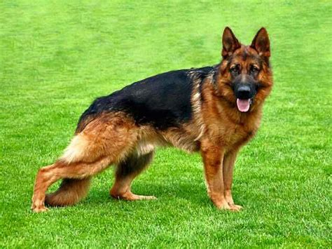 Corgi German Shepherd Mix Breed Characteristics Appearance And Pictures