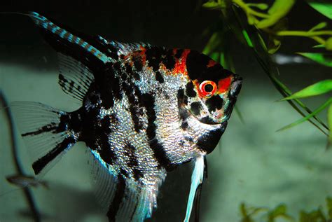 Which Live Plants Are Good For Angelfish