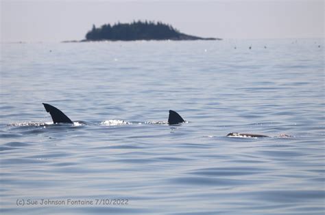 Shark Maine Coast Tutorial Pics