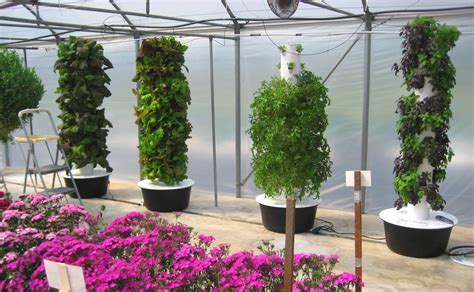 Greenhouse definition, a building, room, or area, usually chiefly of glass, in which the temperature is maintained within a desired range, used for cultivating tender plants or growing plants out of season. Greenhouse Gardening: How to Extend Your Growing Season
