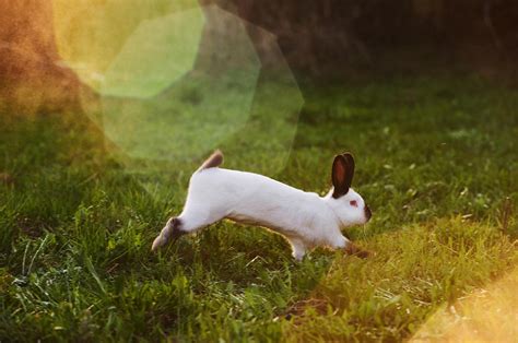 How To Keep Your Rabbit Active Newhay