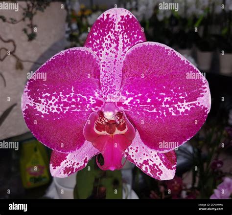 Phalaenopsis Singolo Fotograf As E Im Genes De Alta Resoluci N Alamy