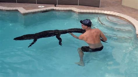 Alligator Rescued From Backyard Pool Youtube