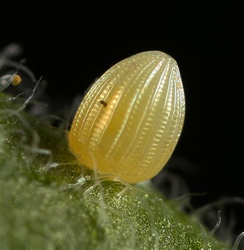 All Of Nature Monarch Butterfly Egg Hatching