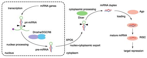 Ijms Free Full Text Systems And Synthetic Microrna Biology From