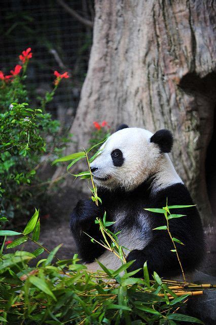 Su Lin Panda Bear Puppies Wild Animal Park