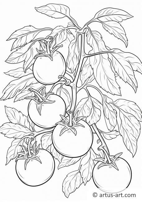 Tomato In A Garden Coloring Page Free Download Artus Art