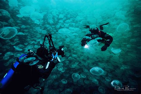 Divers In Jellyfish Bloom Scuba Diving Diving Scuba