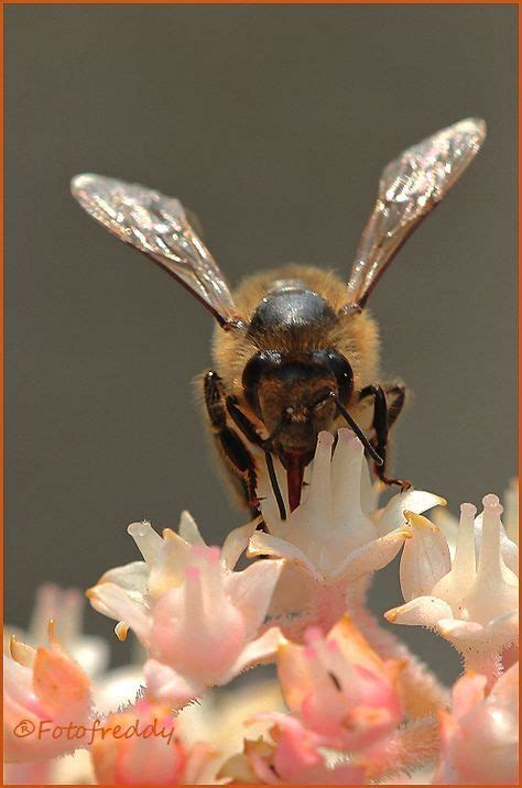 Pin By Viviane Kremer On Honigbienen Honeybees Bee Art Bee Bees
