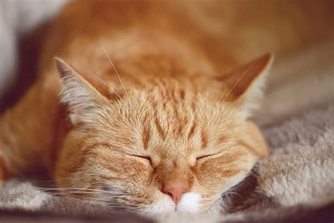 the orange tabby cat 8 fun facts home security