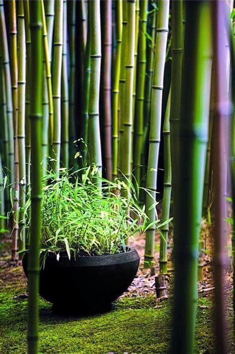 Bamboo is another great choice, as it is known for green, strong, lightweight and incredibly renewable feature. Yes Bamboo garden do at home - important garden design ...