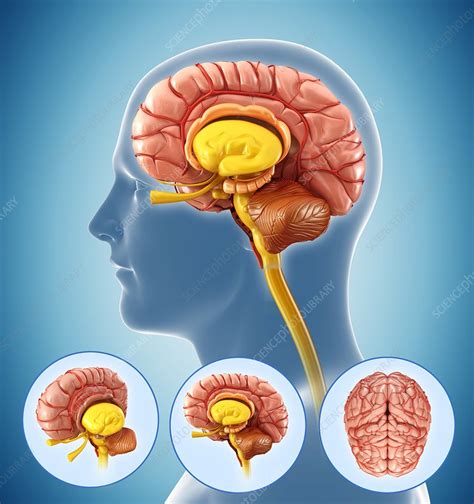 Human Brain Illustration Stock Image F0133005 Science Photo Library