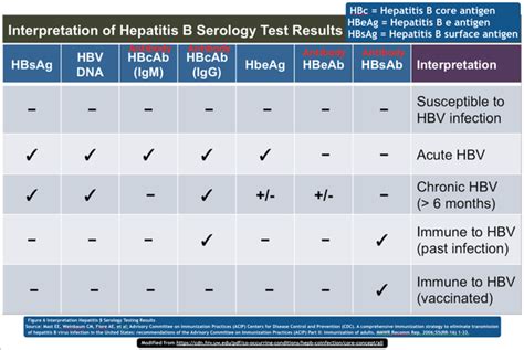 Hep B Antibody Levels