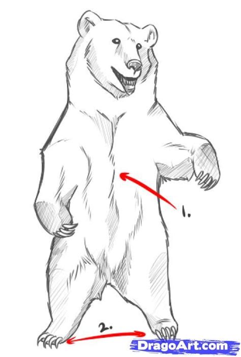 Https://tommynaija.com/draw/how To Draw A Bear Standing Up