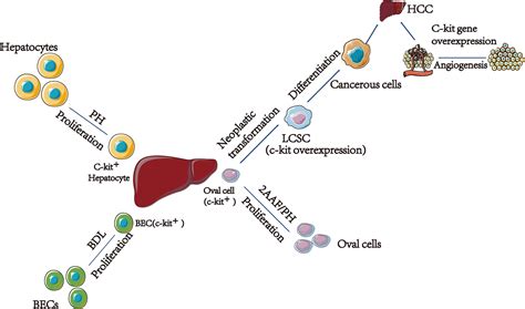 Frontiers C Kit A Double Edged Sword In Liver Regeneration And Diseases