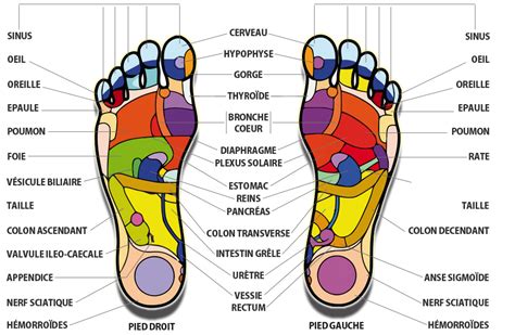 Schuhdealer | Reflexologie plantaire, Reflexologie, Plantaire