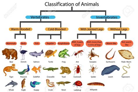 Animal Kingdom Chart For Kids