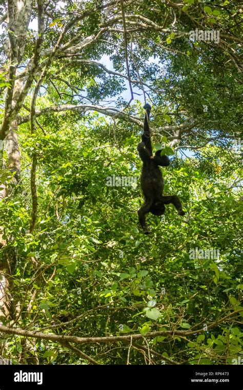 Monkey Hanging Hi Res Stock Photography And Images Alamy