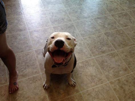 19 Smiling Pit Bulls Who Are Really Really Really Happy Pitbulls