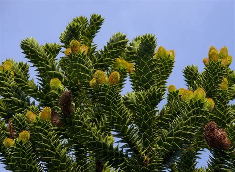 The most notable features of this plant are its intriguing growth pattern and its bristly textured foliage that covers most of the branches. Tree Identification: Araucaria auracana - Monkey Puzzle Tree