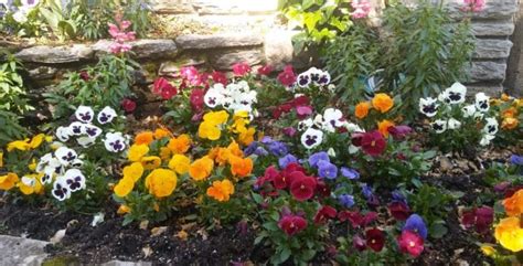 Flores Anuales Y De Temporada Para Decorar Tu Jardín Jardineria Loiu