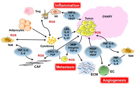 Cancers Free Full Text The Role Of Inflammation And Inflammatory