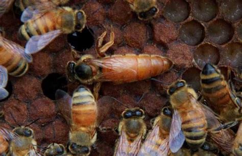 What Happened To The Worker Bees Killing The Queen Bee Beeplaza