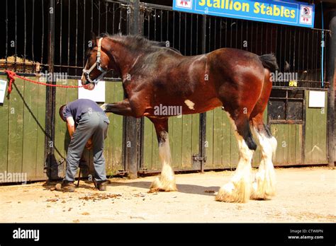 Farrier Working On Shire Horse Stock Photo Alamy