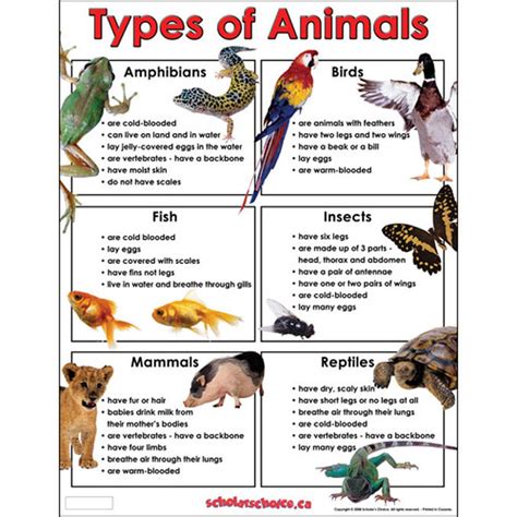 Animal Notes Biology Mrs Mccomas