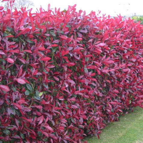 Flowering Hedge Plants Nz How Do I Choose Fast Growing Privacy Plants