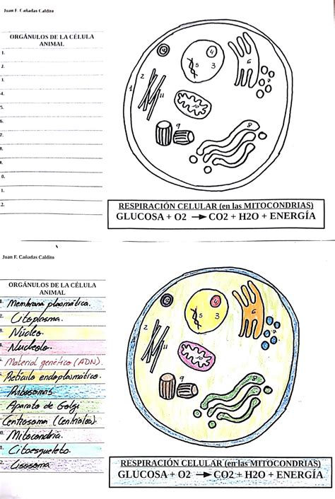 Dibujo Para Colorear De Una Celula Animal Celula Animal Y Vegetal Para