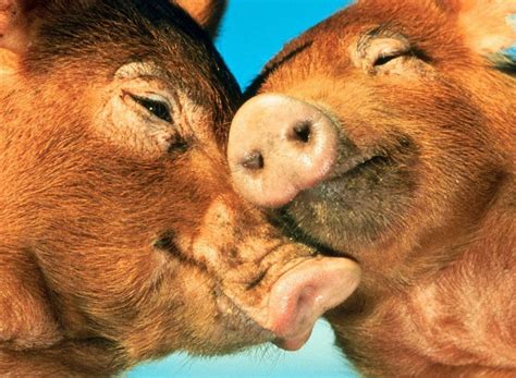 Pigs In Love Spiritual Growth How To Be Happy Seth David Chernoff