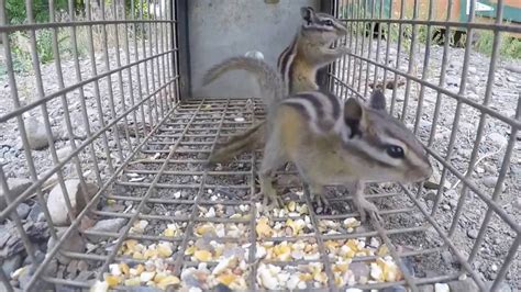 Decide what trap you will use. Trapping 2 chipmunks at once! - YouTube