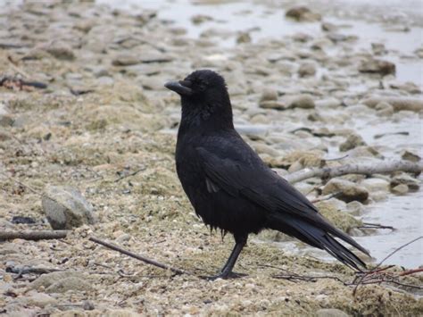 Free Picture Black Bird Raven Wildlife Beak Wild Feather Ground