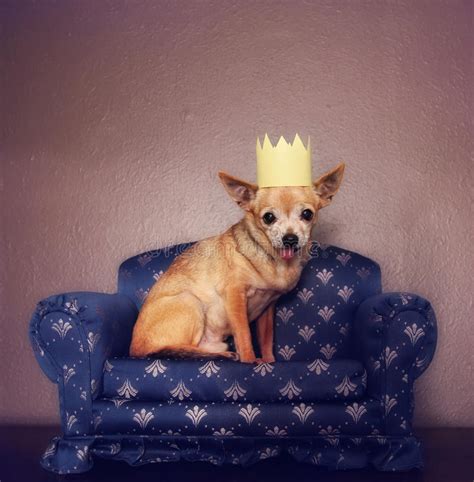 A Cute Chihuahua With A Crown On Sitting On A Couch Stock Photo Image