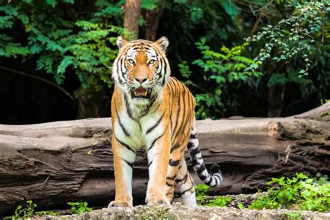 Depredadores De La Selva Características Alimentación Hábitat