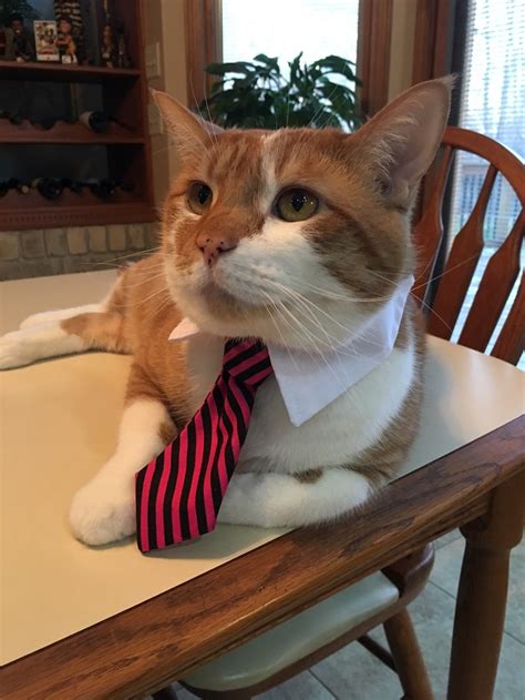 The Boss Will See You Meow I Can Has Cheezburger Funny Cats Cat