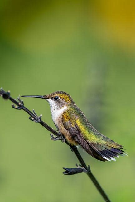 Brown Humming Bird Flying Over Yellow Flowers · Free Stock Photo